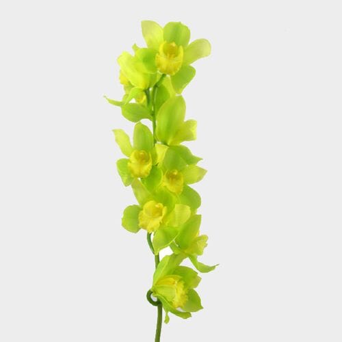Cymbidium Orchid Spray Green