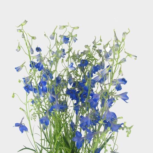 Delphinium Dark Blue Flower