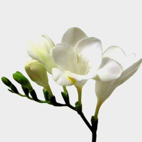 Freesia White Flower