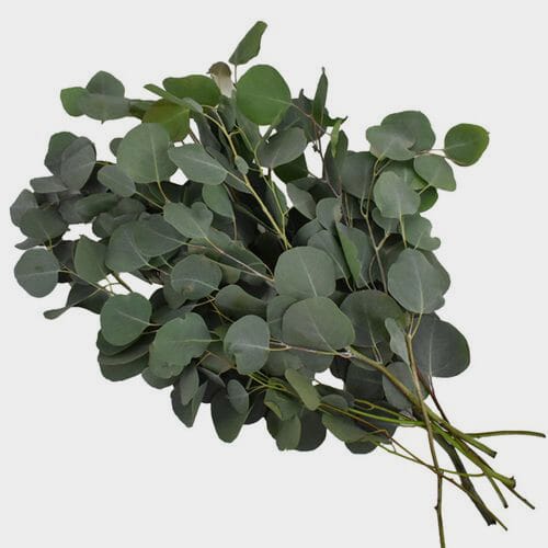 Wholesale flowers prices - buy Eucalyptus Silver Dollar Greens in bulk