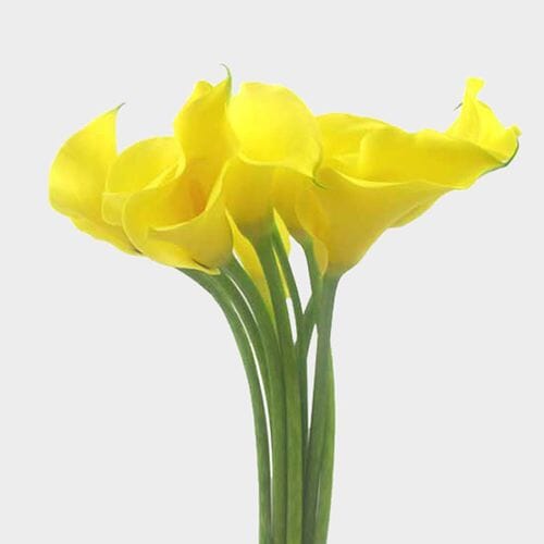 Calla Lily Mini Yellow Flower