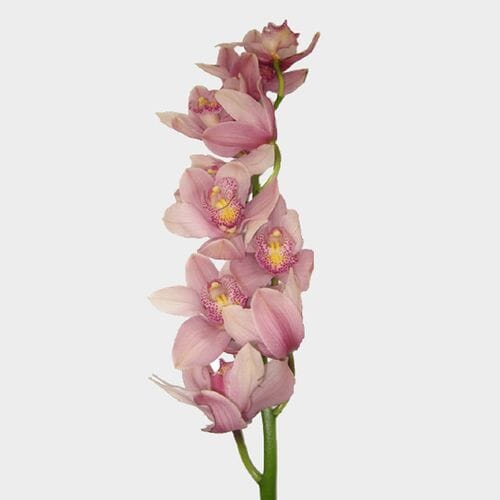 Cymbidium Orchid Spray Pink