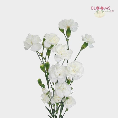 White Mini Carnations Flowers