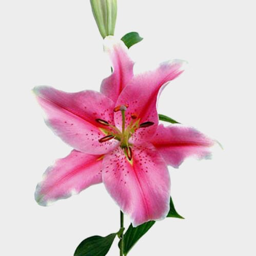 Lily Sorbonne Rose Pink