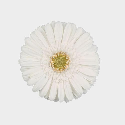 Mini Gerbera Daisy White Flowers