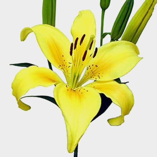 Lily Yellow 3-5 Blooms