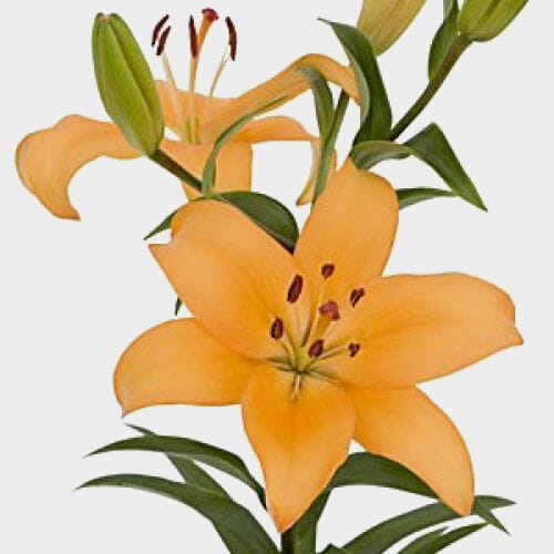 Lily Peach 3-5 Blooms