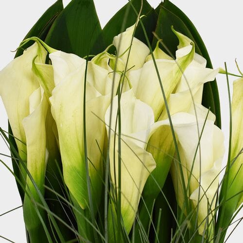Traditional Calla Lily DIY Wedding Pack