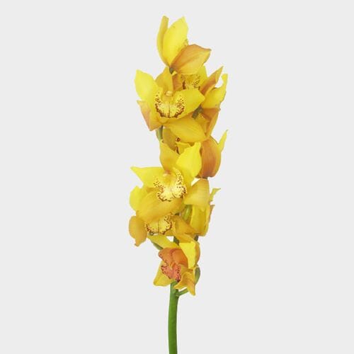 Cymbidium Orchid Spray Yellow