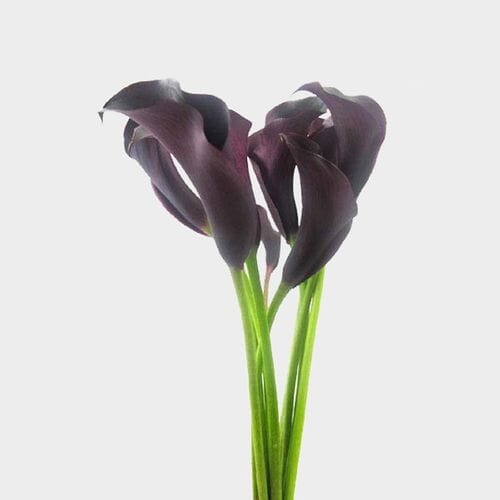 Calla Lily Mini Black Flower