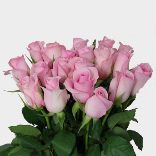 Sweetheart Roses Pink