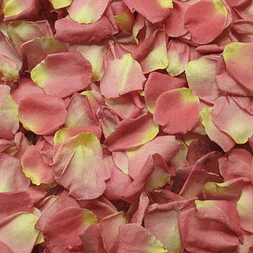 Alluring Pink FD Rose Petals (30 Cups)