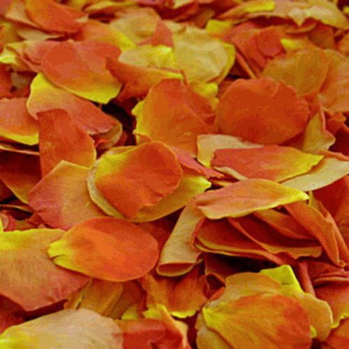 Orange / Yellow FD Rose Petals (30 Cups)