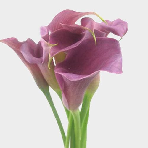 Calla Lily Mini Lavender Flower