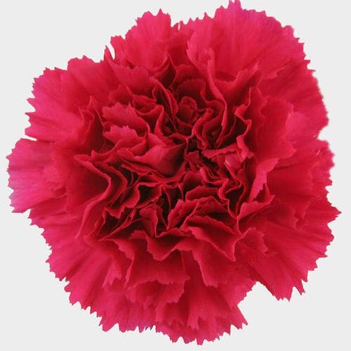 Hot Pink Carnation Flowers - Fancy