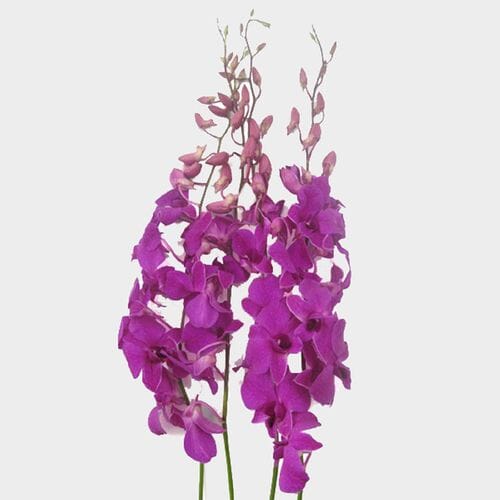 Dendrobium Orchid Purple