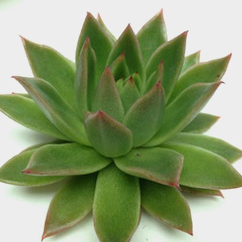 Agavoides Green Large Succulents 12cm