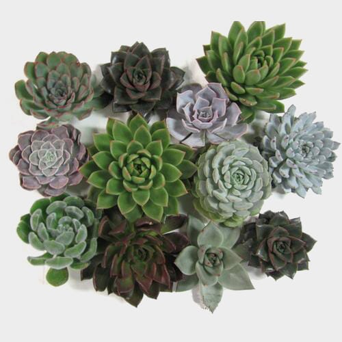 Assorted Small Succulents 5cm
