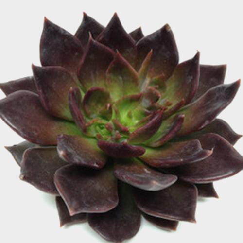 Black Prince Medium Succulents 9cm