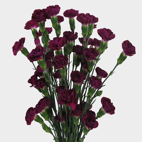 Purple Mini Carnation Flowers