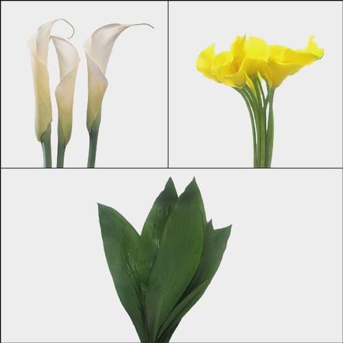 Calla Lily DIY Flower Pack