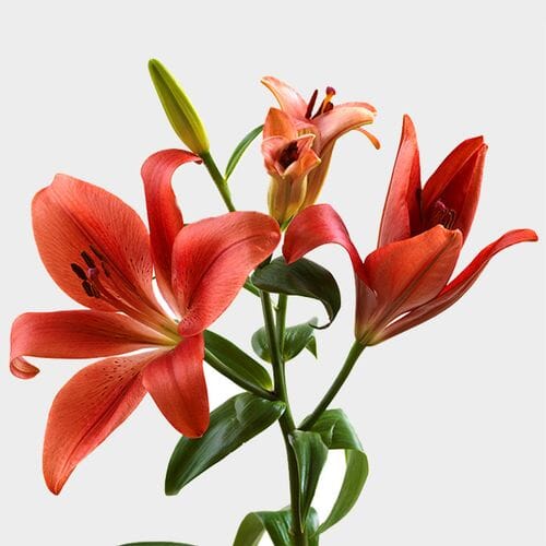 Lily Red 3-5 Blooms
