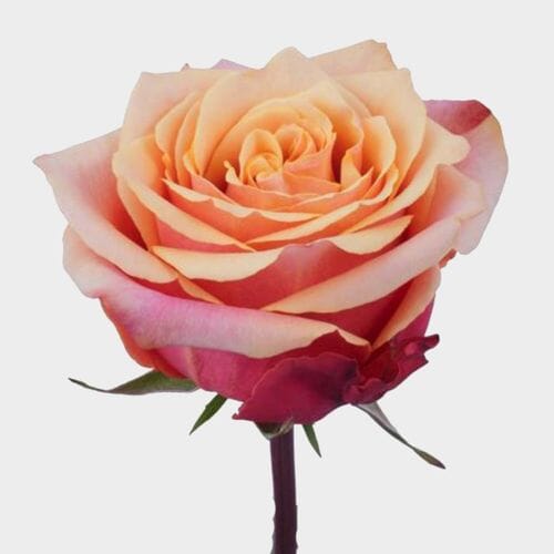 Rose Cherry Brandy 50 cm. Bulk