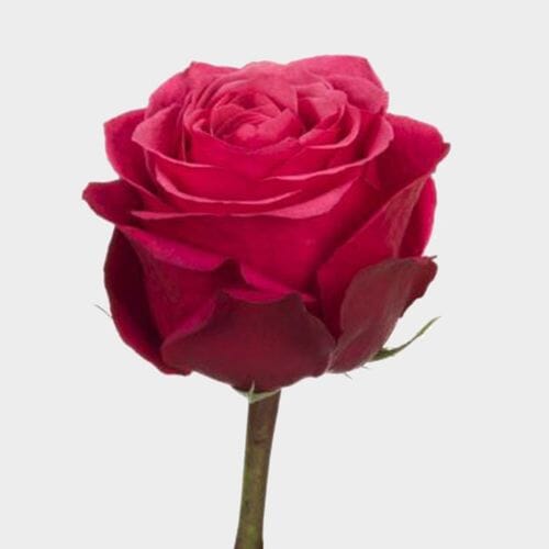Rose Cherry O 40 cm. Bulk