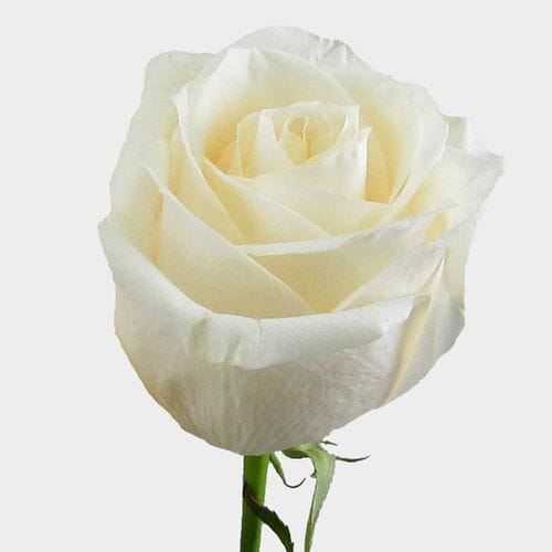 Rose Cream 50 cm. Bulk