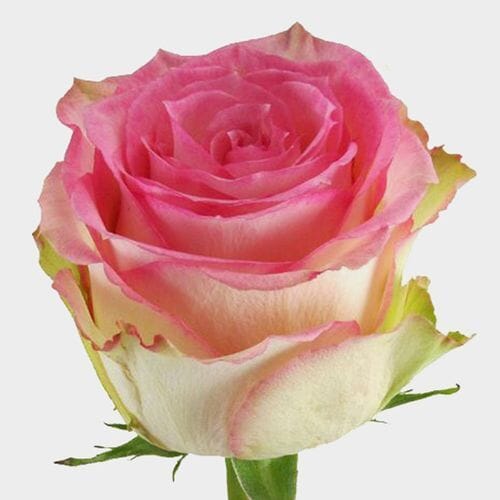 Rose Esperance 50 cm. Bulk
