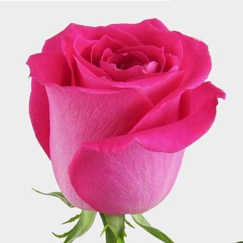 Rose Hot Pink 40 cm. Bulk