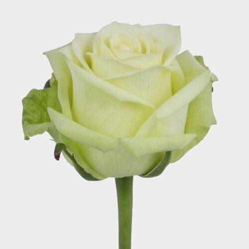 Rose Jade 40 cm. Bulk