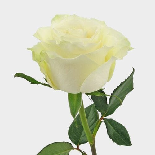 Rose Mondial 50 cm. Bulk