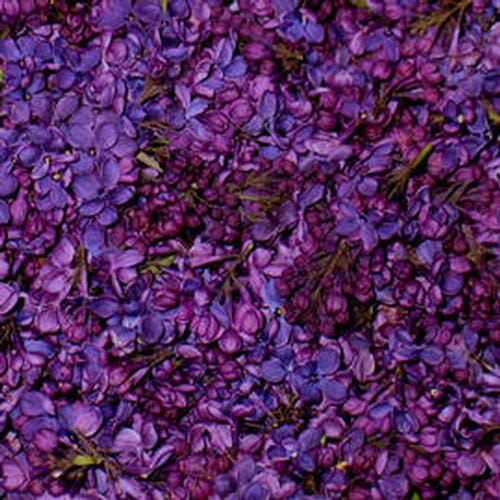 Deep Purple FD Lilac Petals (30 Cups)