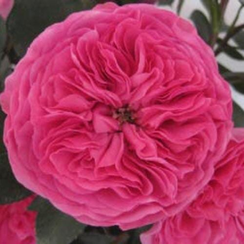 Garden Rose Baronesse Hot Pink