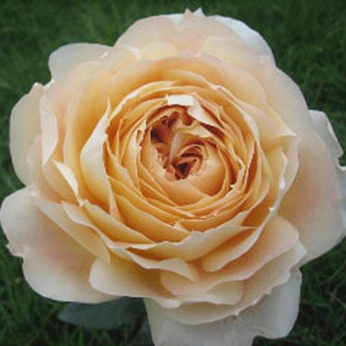  Garden Rose Caramel Antike Cream