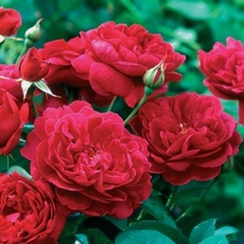 Garden Rose Darcey  Red