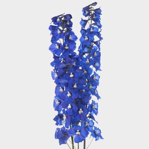 Hybrid Delphinium Dark Blue Flower