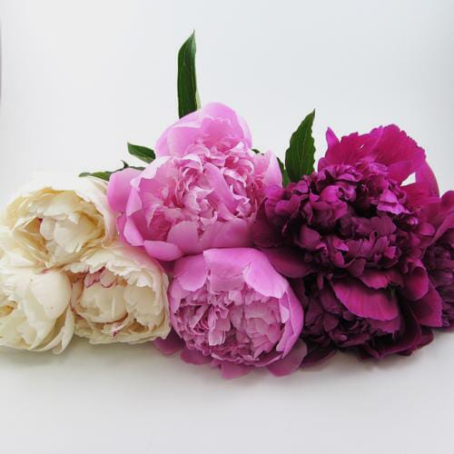 Peony ASSORTED Colors Pack (60 Stems)