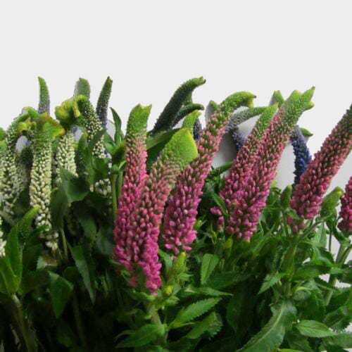 Veronica Assorted Colors (10 Bunches)