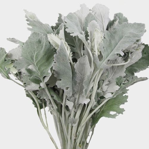 Dusty Miller Greenery Assorted (6 Bunches)