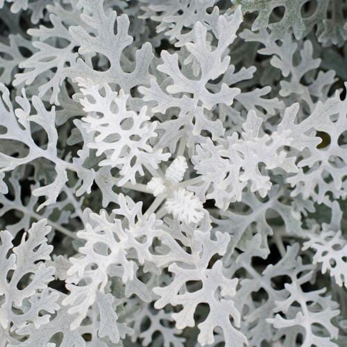 Dusty Miller Lacey (6 Bunches)