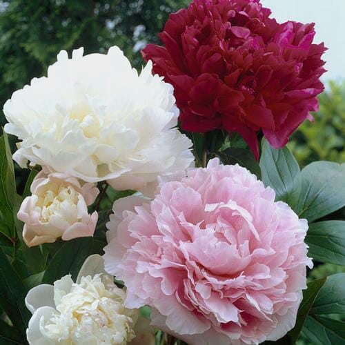 Peony SINGLE Color Flower Pack (20 Stems)