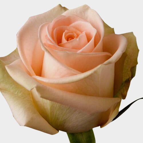 Rose Tiffany 40 cm. Bulk