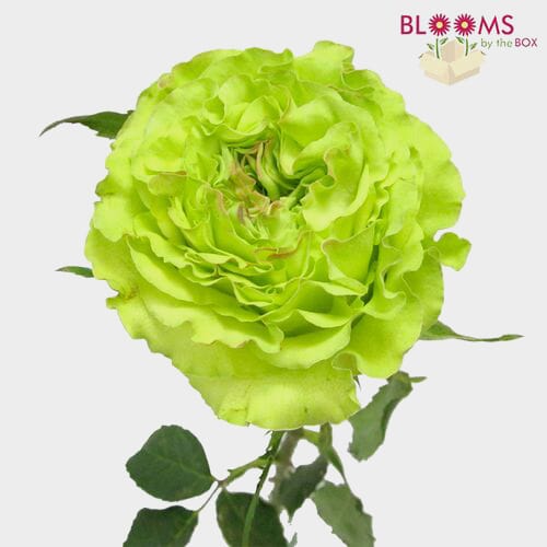 Rose Super Green 40cm Bulk