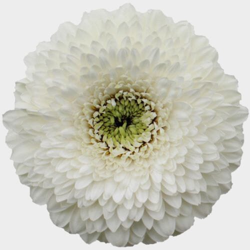 Gerpom White Flower