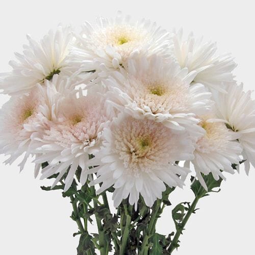 Cremon Mum White Flowers