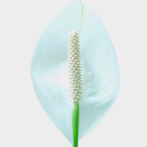 Anthurium White Flower