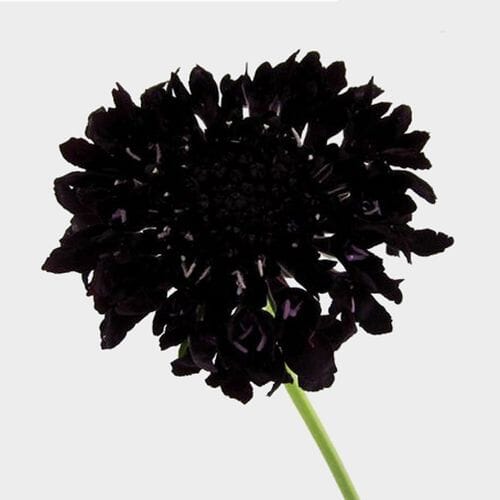 Burgundy Scabiosa  Flowers (10 Bunches)