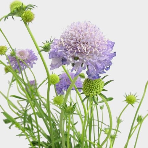 Lavender Scabiosa  Flowers (10 Bunches)